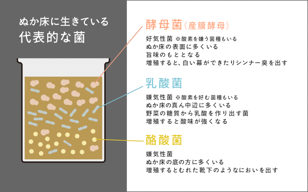 ぬか床に生きている代表的な菌類