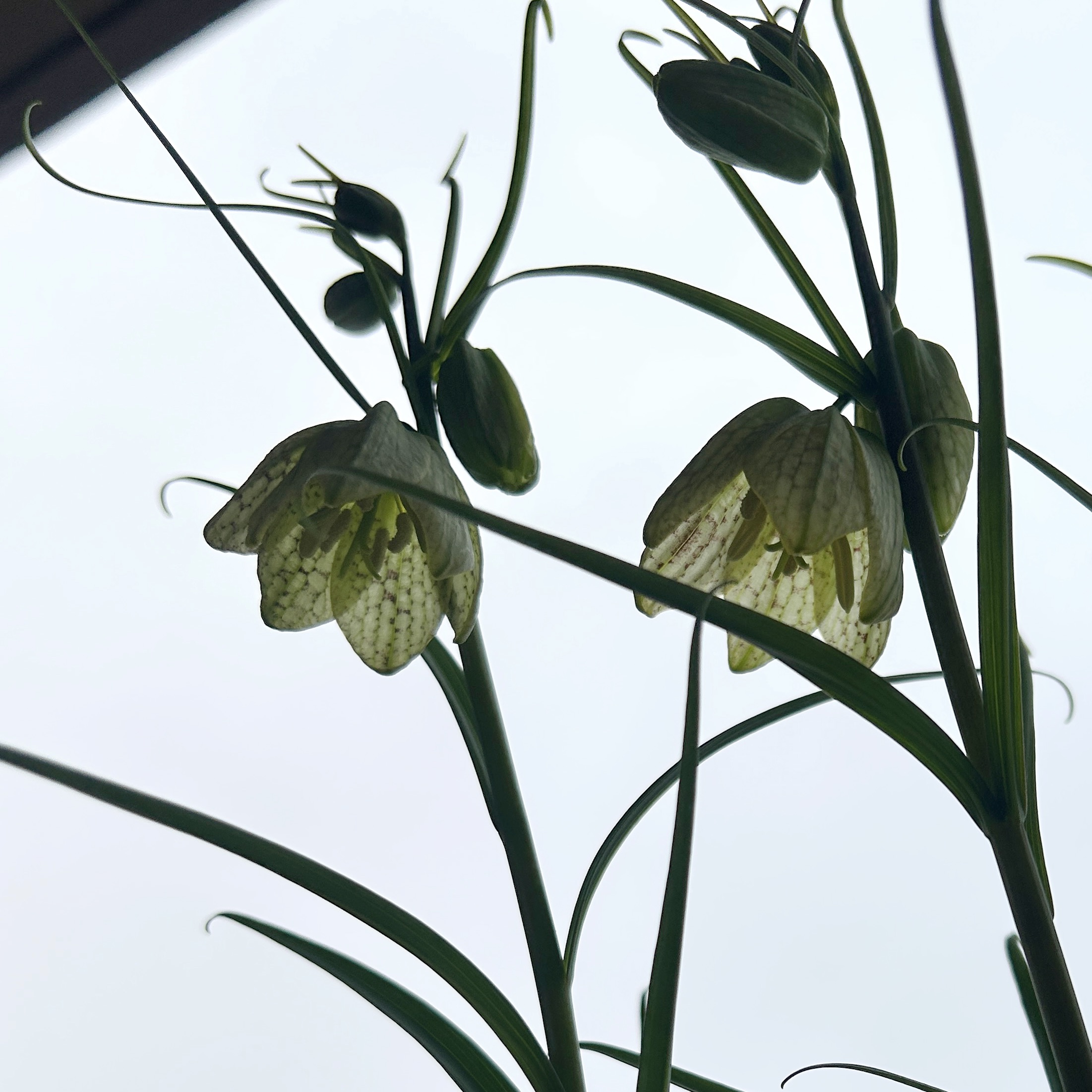 貝母百合