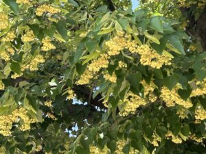 蓬莱山 徳源寺の菩提樹